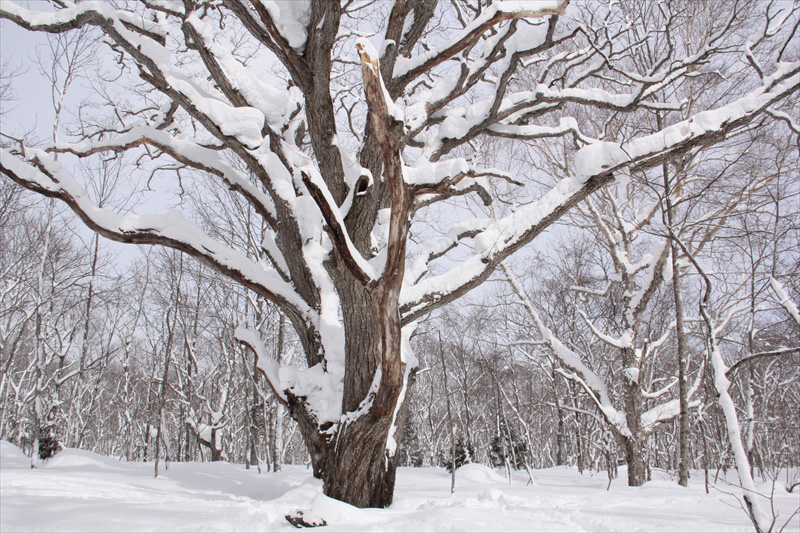 木の周りに雪が積もっている風景